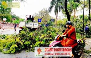 Dịch vụ chặt cây xanh ở Đồng Nai